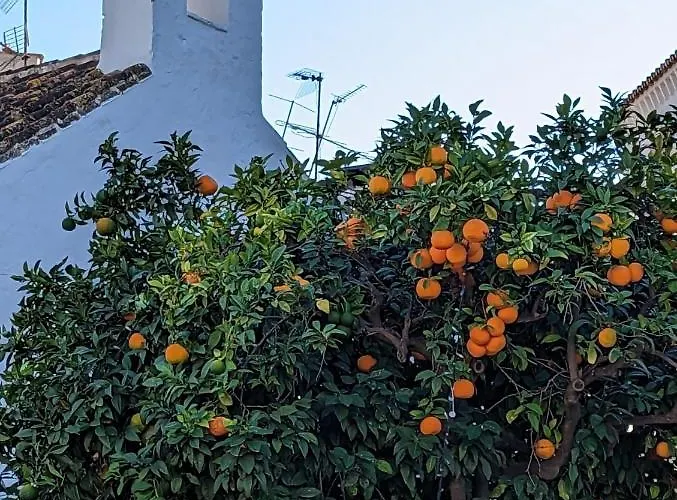 - Playa Alicate 2br Lejlighed